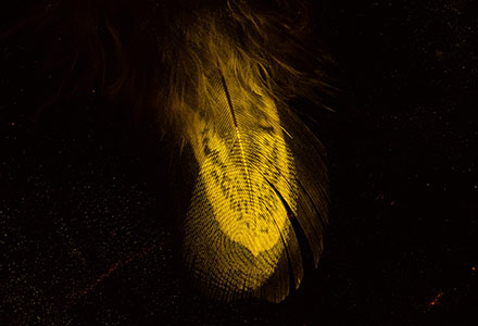 Nano fluorescent powdered feather under AgileLite