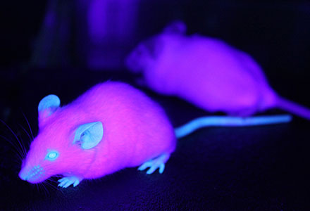 Fluorescent Protein mouse